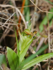 Pterostylis silvicultrix