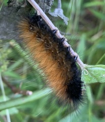 Pyrrharctia isabella