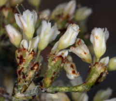 Eriogonum microtheca simpsonii