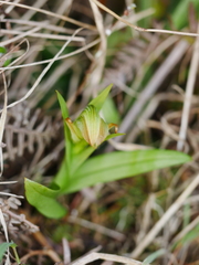 Pterostylis silvicultrix