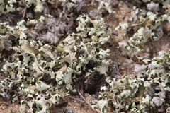 Cladonia foliacea
