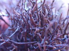Cladonia uncialis
