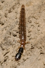 Raphidiidae