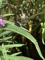 Calliphora vicina