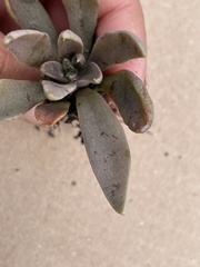 Echeveria bifida