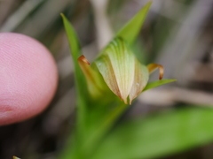 Pterostylis silvicultrix