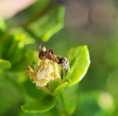 Formica fusca