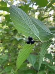 Pyrrharctia isabella