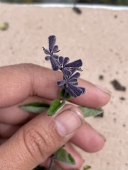 Salvia melissodora