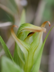 Pterostylis silvicultrix