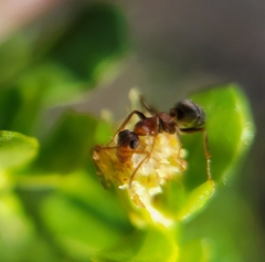 Formica fusca