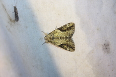 Catocala micronympha