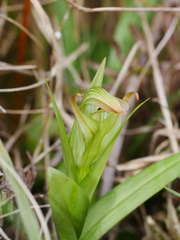 Pterostylis silvicultrix