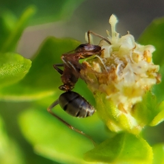 Formica fusca