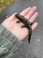 Ambystoma tigrinum