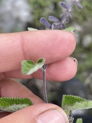 Salvia melissodora