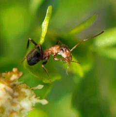 Formica fusca