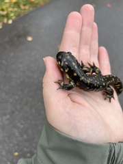 Ambystoma tigrinum