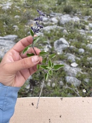 Salvia melissodora