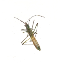 Stenocoris