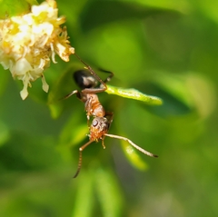 Formica fusca