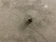 Larinioides ixobolus