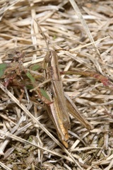 Euchorthippus declivus