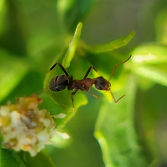 Formica fusca
