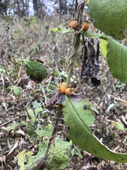 Triosteum aurantiacum