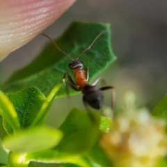 Formica fusca