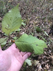 Triosteum aurantiacum