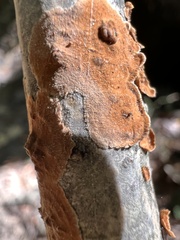 Steccherinum ochraceum