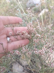 Eriogonum effusum