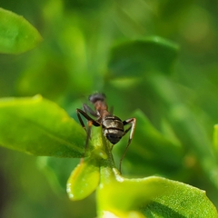 Formica fusca