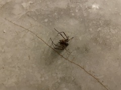Larinioides ixobolus