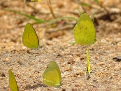 Eurema brigitta