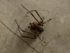 Larinioides ixobolus