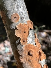 Steccherinum ochraceum