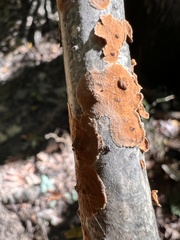 Steccherinum ochraceum