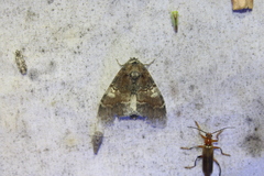 Peridea ferruginea