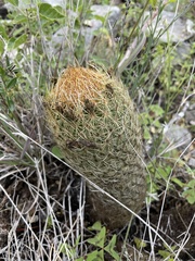 Coryphantha erecta
