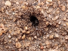 Dorymyrmex