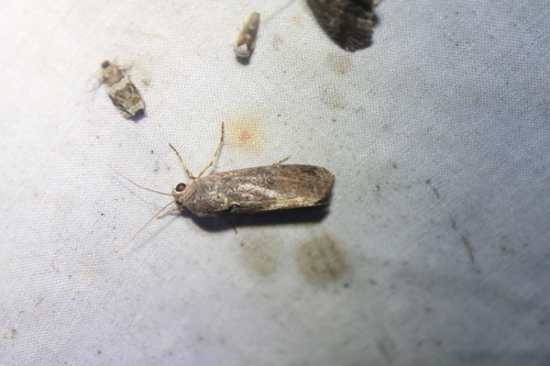 Variable Narrow-wing photo 3