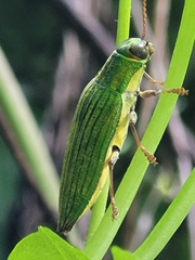 Paracupta samoensis