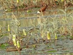 Actophilornis africanus