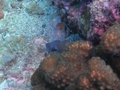 Stegastes acapulcoensis