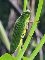 Paracupta samoensis