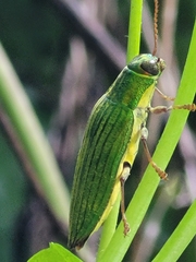 Paracupta samoensis