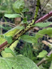 Aphis fabae