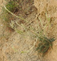 Reseda alba